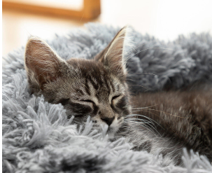 Cama Antiestrés para Mascotas Bepess
