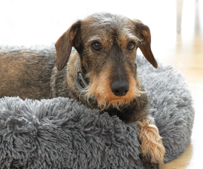 Cama Antiestrés para Mascotas Bepess